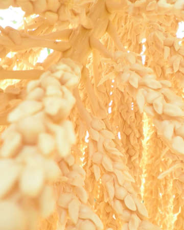 Palm Seed Clusterの写真素材