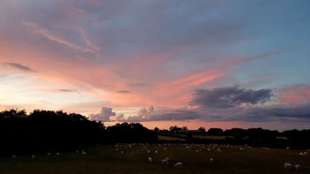 Rural sunset scene with sheep in a field.の写真素材