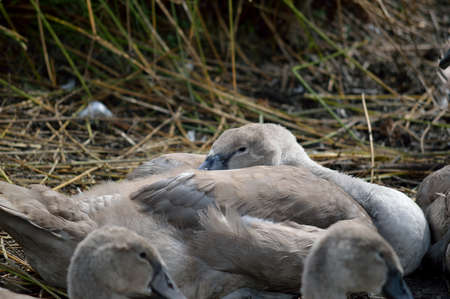 Young swan cygnet resting.の写真素材