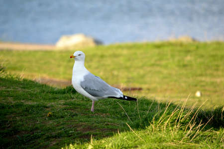A seagull close up.の写真素材