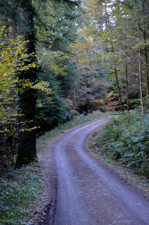 Woodland path lined with forest trees in Autumn.