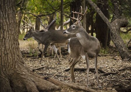 a pair of white tail bucks stroll through the forest trees with the alpha in the foregroundの写真素材