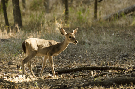 a white tail fawn looks up startled while foraging in the woodsの写真素材