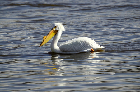 stoic White Pelican on the waters of the Mississippi riverの写真素材