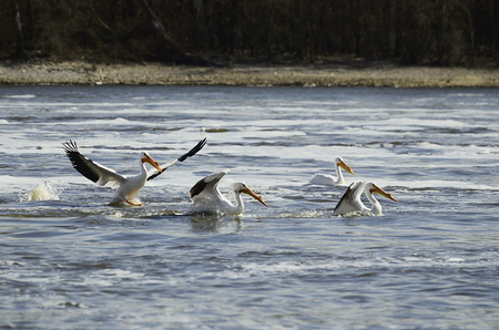 three American white pelicans in three stages of landing on the Mississippi riverの写真素材