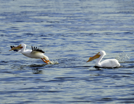 Water fowl coming in hot for a landing on the surface of the Mississippi riverの写真素材