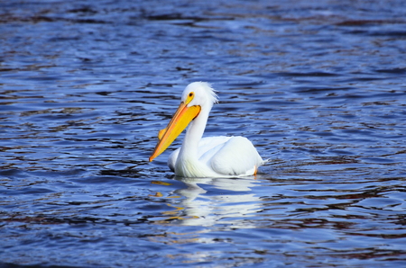 White pelican sits stoically on the blue waters of the Mississippi riverの写真素材