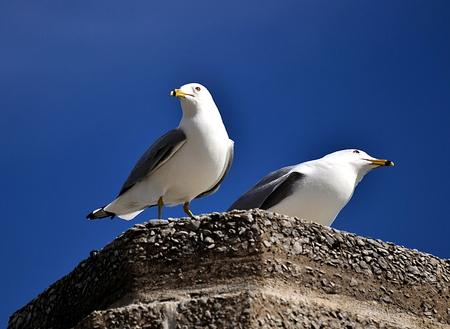 Sea gull couple on the look outの写真素材