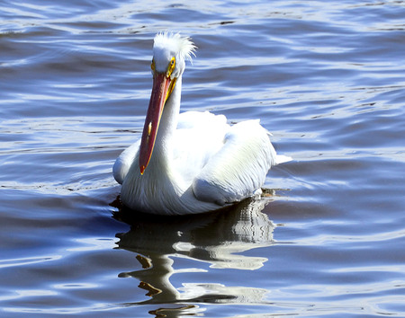 North American White Pelican sitting on waterの写真素材