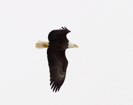 Isolated eagle soaring with wings wide with left wing below birdの写真素材
