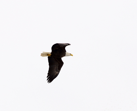 Isolated eagle soaring with wings wideの写真素材