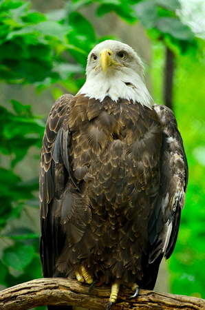 Bald Eagle perched in even lightingの写真素材