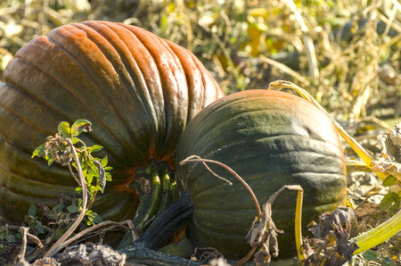 close up of two pumpkins ripening in the fall sunlightの写真素材