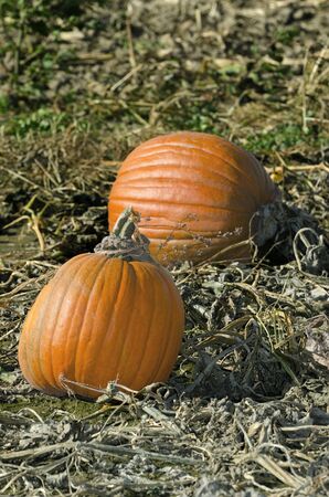 Two pumpkins sit ripe and ready for harvest in their fieldの写真素材