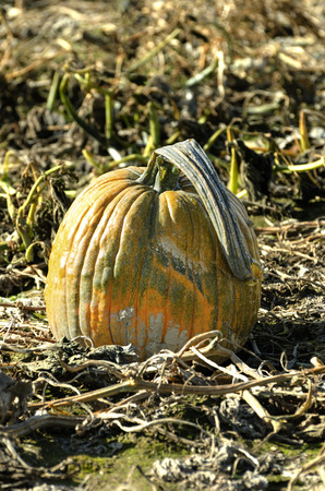 a pumpkin finishes ripening under bright fall sunlightの写真素材