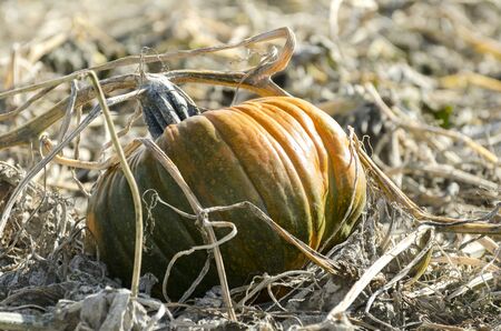 a ripening pumpkin sits in the dirt of the field waiting to be pickedの写真素材
