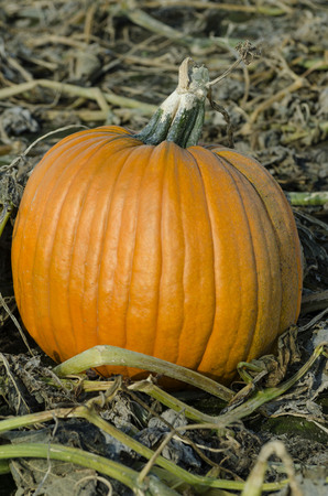 close up of a fully ripened pumpkin sitting in fieldの写真素材
