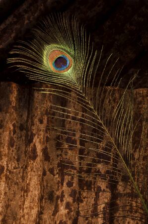 peacock feather on corrugated metalの写真素材