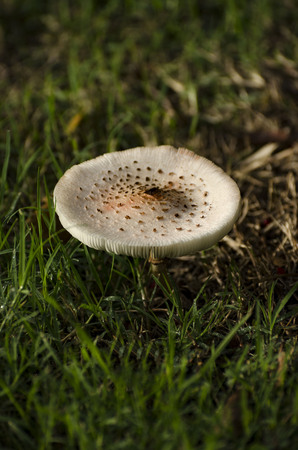 a mature parasol mushroom stretches in the sun lightの写真素材