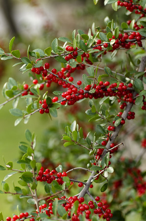 Close up of Hawthorn berries still on the branchの写真素材