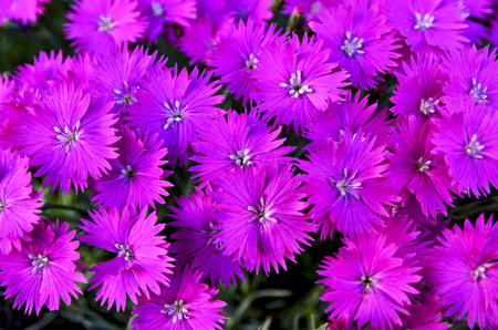 Asters explodingの写真素材