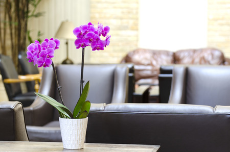 orchid in waiting areaの写真素材