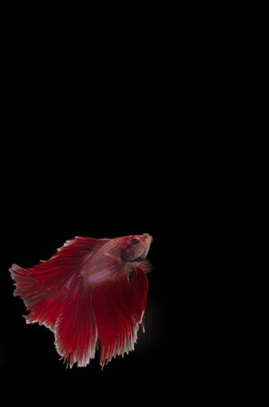 up from the bottom; Red Siamese fighting fish rising against blackの写真素材