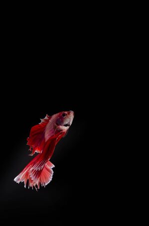 ascending flashes of red rising from the bottomの写真素材