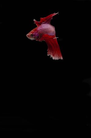 turning Betta on Blackの写真素材