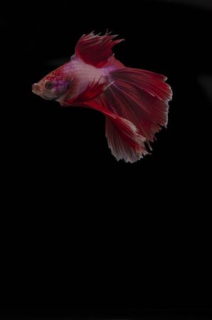 Low key Siamese fighting fish on blackの写真素材
