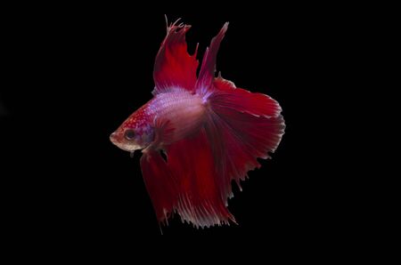 Red Betta against blackの写真素材