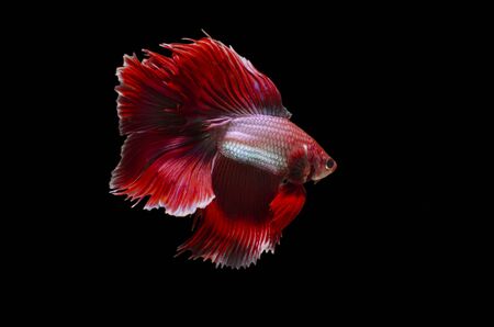 elegance against black_red Siamese fighting fish swimmingの写真素材
