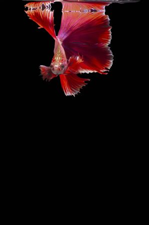 top dance Siamese fighting fishの写真素材