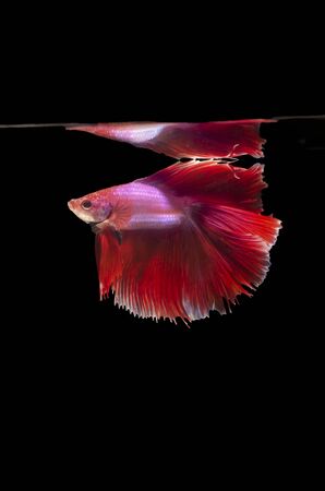 Betta reflection from the topの写真素材