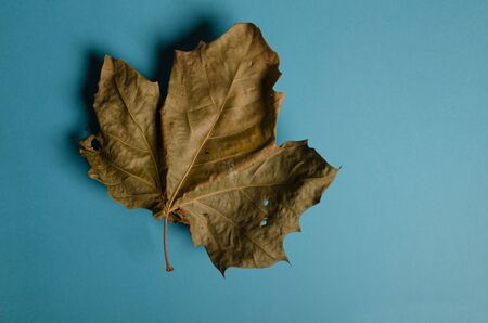 weathered leaf on blank blue backgroundの写真素材