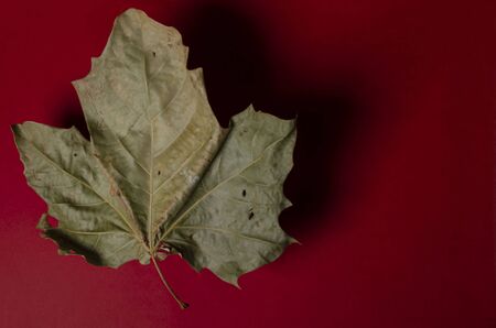 dried leaf floating over crimson backgroundの写真素材