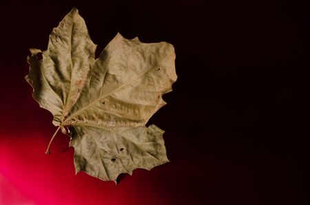 Canadian Maple leaf over blackの写真素材