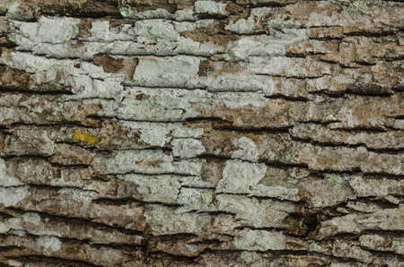 Bark textureの写真素材