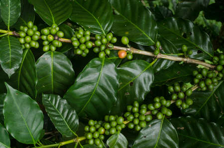 Coffee Plantの写真素材