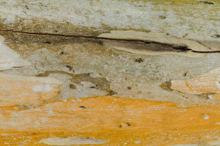 Bark textureの写真素材