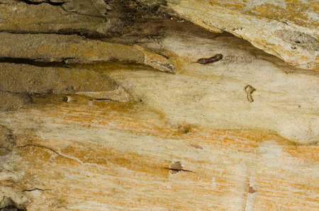 Bark textureの写真素材