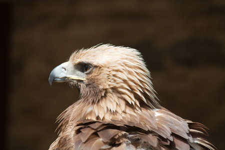 Golden eagle (Aquila chrysaetos)