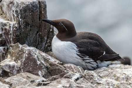 Individual guillemot sits on its nest on a cliff ledge in the Farne Islands, Northumberland. Some guillemots have clearly defined white 'spectacle' markings around the eye. Mayの写真素材