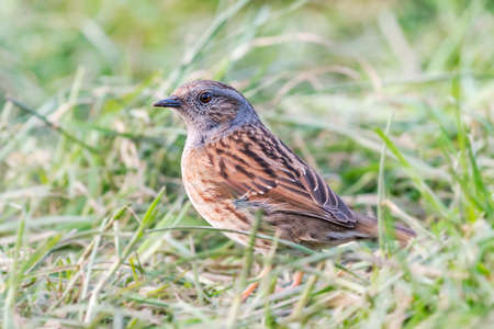 Dunnock (Prunella modularis) standing in a field in Wales. Marchの写真素材