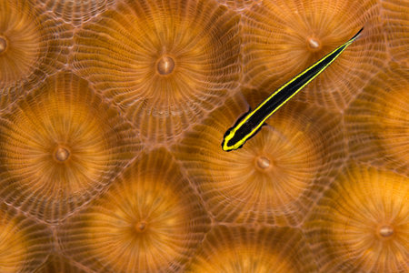 Sharknose gobies like this one {Elacatinus evelynae} are sometimes called neon gobies. This one is on Great Star Coral {Montastraea cavernosa}. Bahamas, Decemberの写真素材