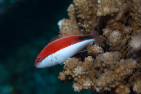 Red and white variation of Freckled hawkfish (Paracirrhites fosteri) resting on (Acropora lamarcki) coral. Maldives, April.の写真素材