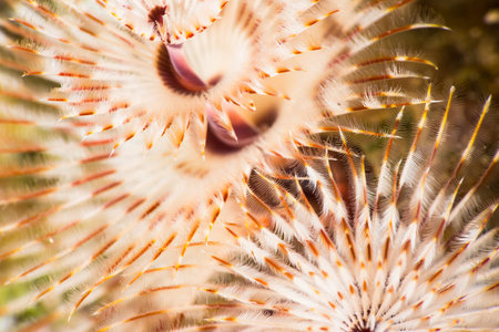 Christmas tree worm {Spirobranchus} sp. funder super macro looks like a spectacular underwater...