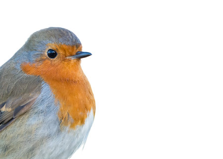 A wild European Robin (Erithacus rubecula). Detail of head and shoulders isolated on white background. White space available for text. Brecon Beacons, February.の写真素材