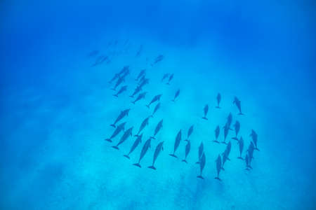 A pod of spinner dolphins {Stenella longirostris} in the Fury Shoals. Access to these areas is restricted, and the boat drivers are highly skilled in order to cause minimum disturbance to the dolphins. Red Sea. Juneの写真素材