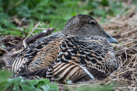 Watchful Female Eider duck (Somateria mollissima) sitting on her nest in the Farne Islands. View from behind. Northumberland, UK. Mayの写真素材
